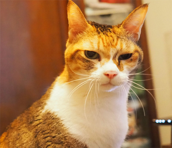 sakuraneko3589.jpg