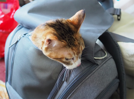 sakuraneko3590.jpg