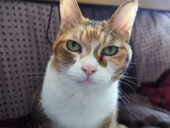 sakuraneko3592.jpg