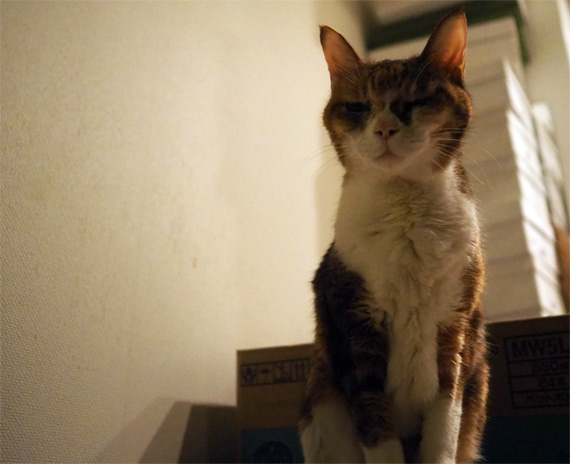 sakuraneko3593.jpg
