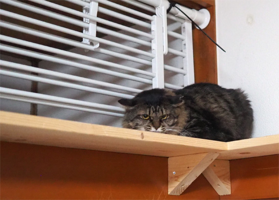 sakuraneko3625.jpg