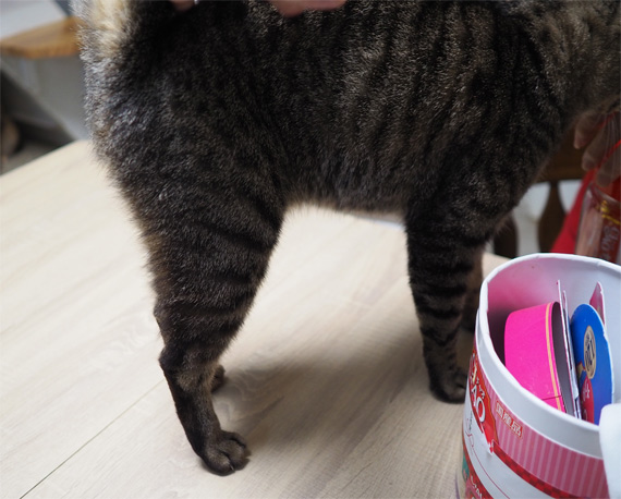sakuraneko3628.jpg