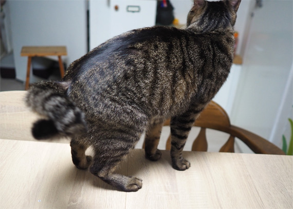 sakuraneko3629.jpg
