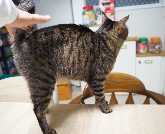 sakuraneko3630.jpg