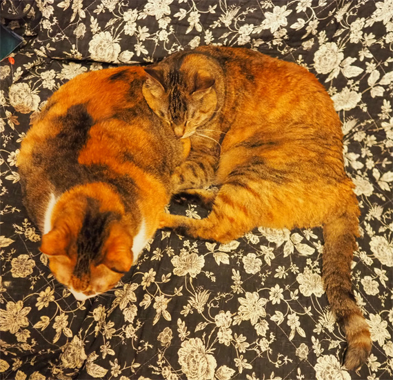 sakuraneko3638.jpg