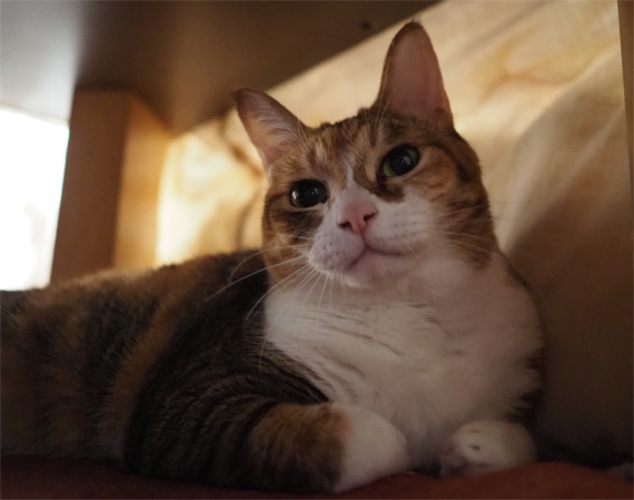 sakuraneko3639.jpg