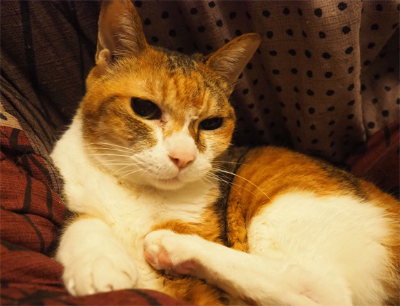 sakuraneko3640.jpg
