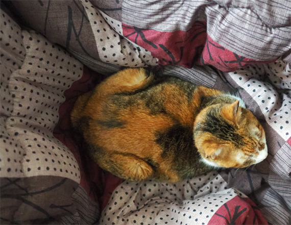 sakuraneko3641.jpg