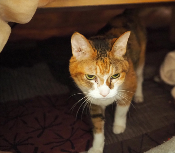 sakuraneko3643.jpg