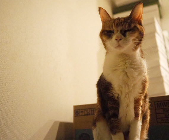 sakuraneko3644.jpg
