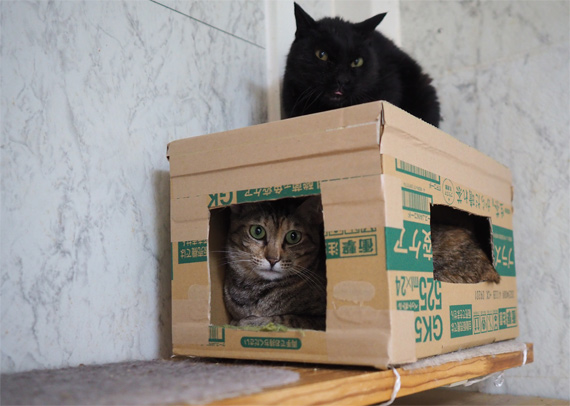 sakuraneko3648.jpg