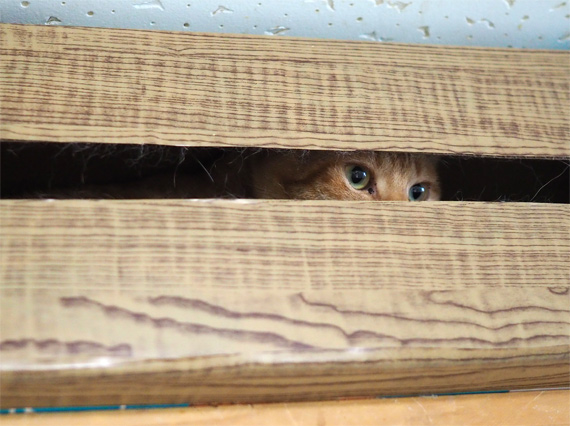 sakuraneko3649.jpg