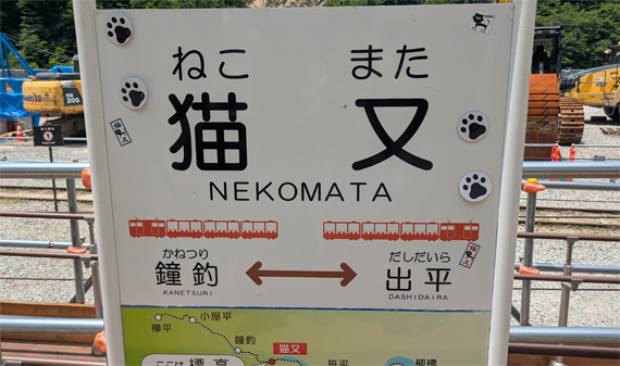 sakuraneko3662.jpg