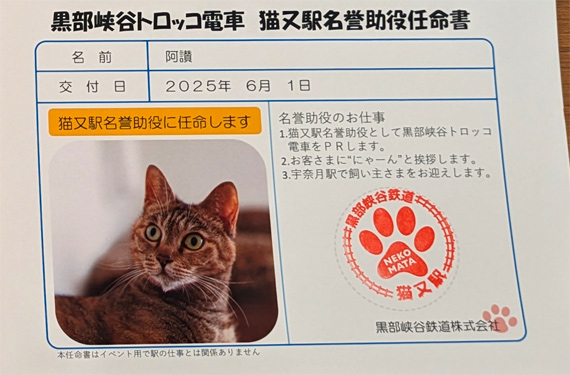 sakuraneko3663.jpg