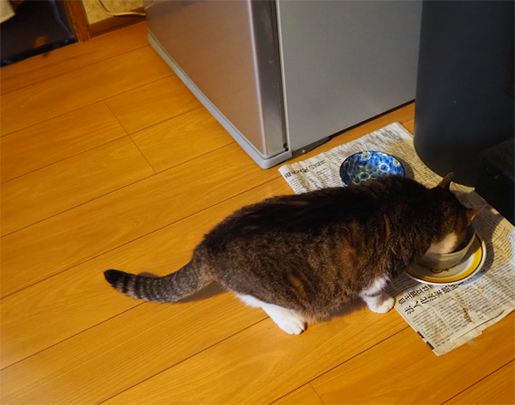 sakuraneko3667.jpg