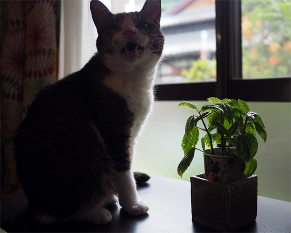 sakuraneko3669.jpg