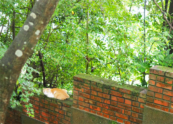 sakuraneko3675.jpg