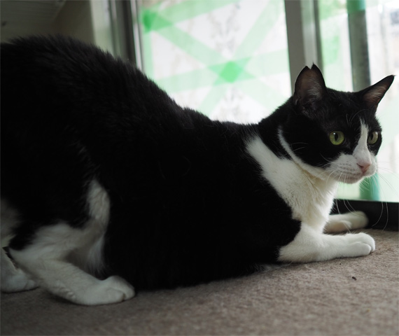 sakuraneko3681.jpg
