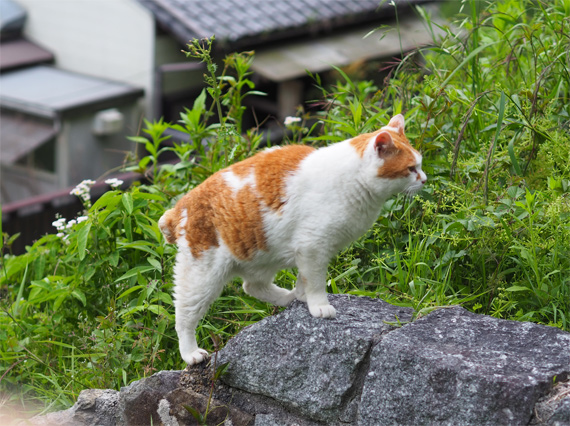 sakuraneko3933.jpg