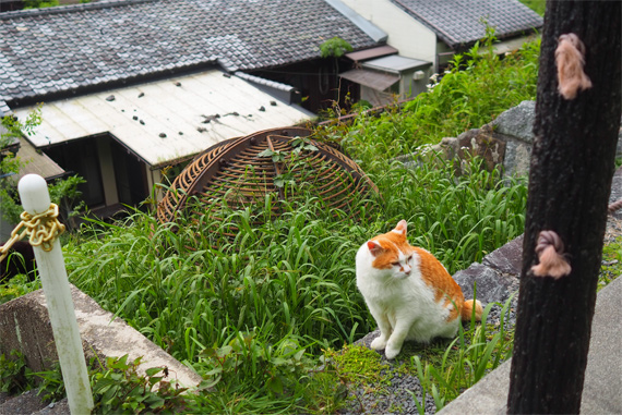 sakuraneko3934.jpg