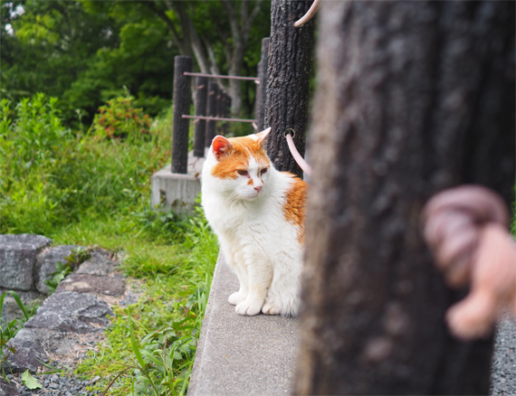 sakuraneko3935.jpg