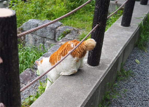 sakuraneko3936.jpg