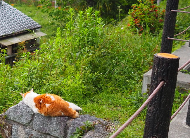 sakuraneko3937.jpg