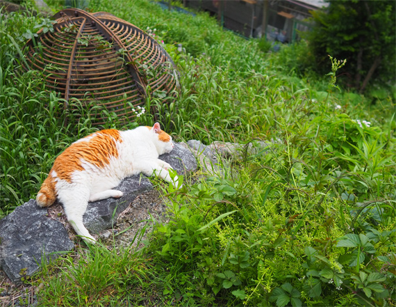sakuraneko3938.jpg