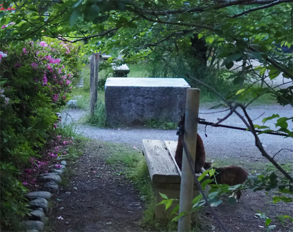 sakuraneko3939.jpg