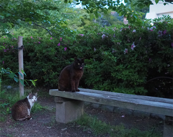 sakuraneko3940.jpg