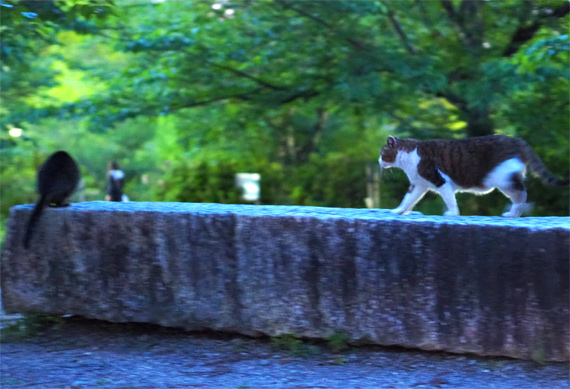 sakuraneko3941.jpg