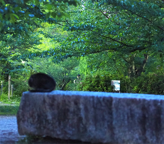 sakuraneko3943.jpg
