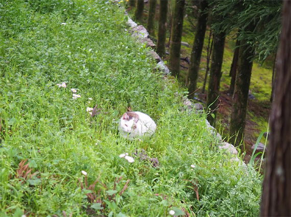 sakuraneko3944.jpg
