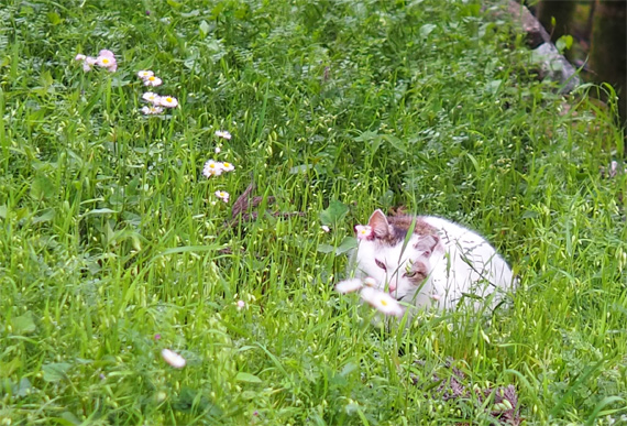 sakuraneko3945.jpg