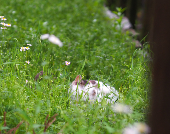 sakuraneko3946.jpg