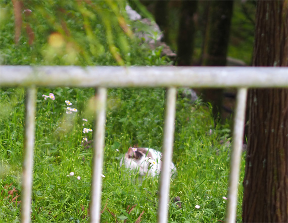 sakuraneko3947.jpg