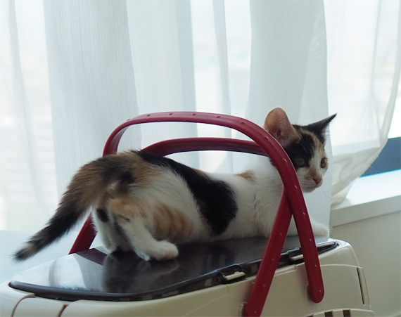 sakuraneko3952.jpg