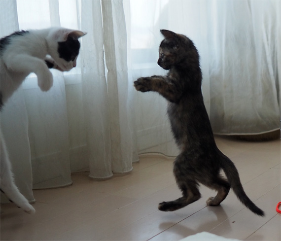 sakuraneko3956.jpg