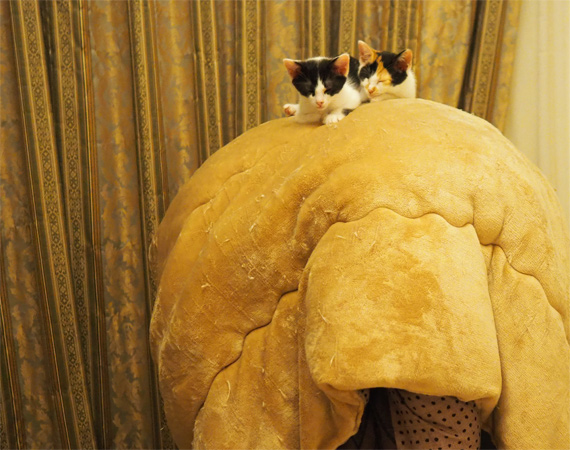 sakuraneko3959.jpg