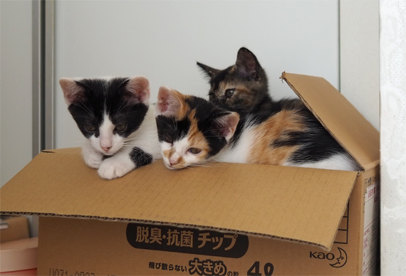 sakuraneko3960.jpg