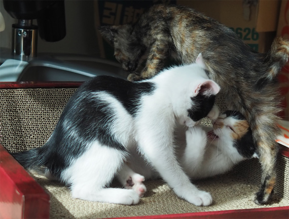 sakuraneko3963.jpg