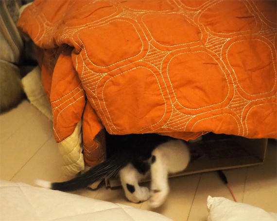 sakuraneko3968.jpg