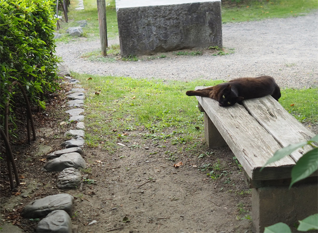 sakuraneko3975.jpg