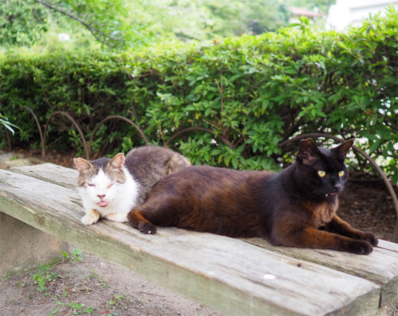 sakuraneko3979.jpg
