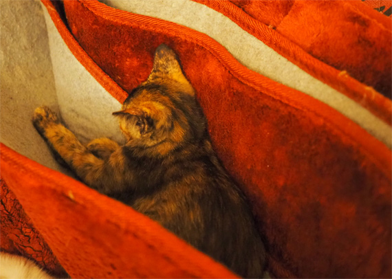 sakuraneko3982.jpg