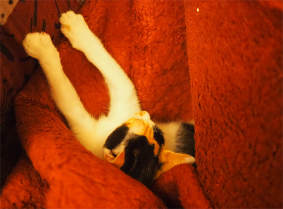 sakuraneko3983.jpg
