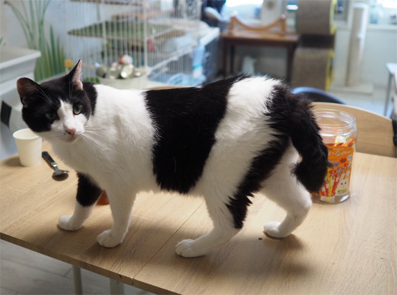 sakuraneko3988.jpg