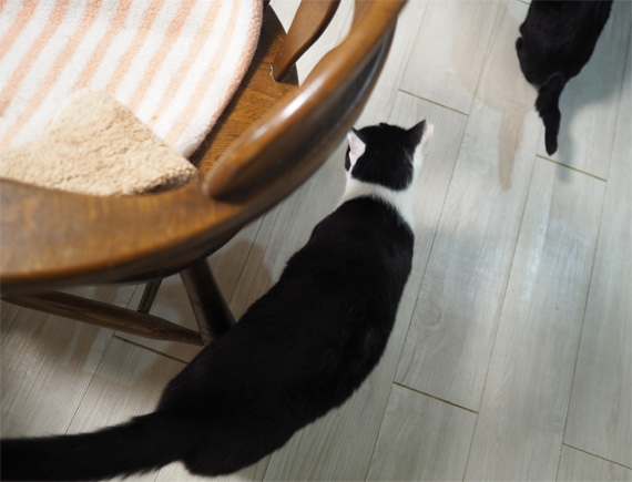 sakuraneko3990.jpg