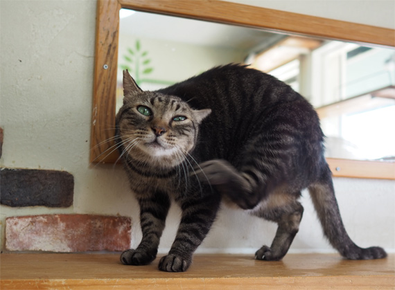 sakuraneko3992.jpg