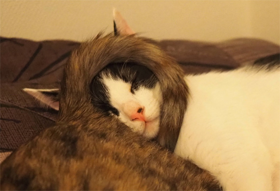 sakuraneko3997.jpg